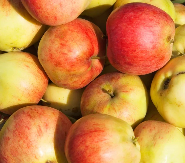 Many ripe apples — Stock Photo, Image