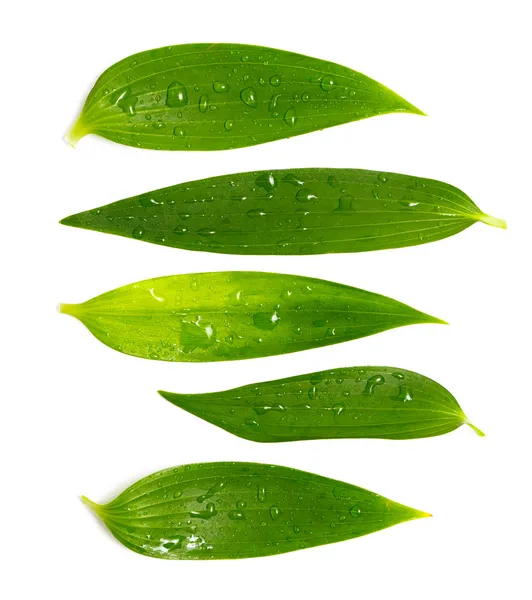 Conjunto de hojas verdes ricas —  Fotos de Stock