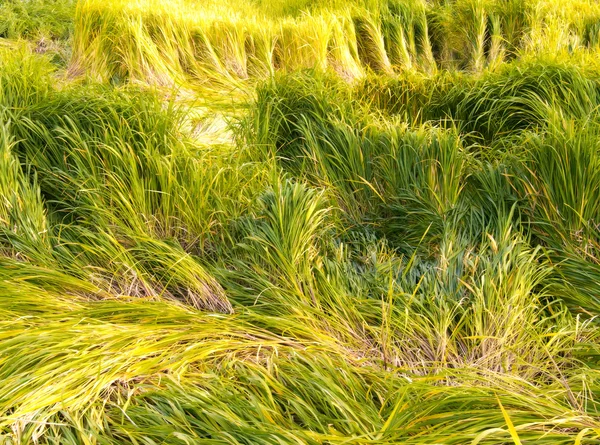 飽和緑と黄色の草 — ストック写真