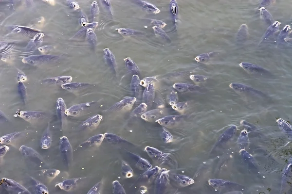 Jumlah ikan mas yang besar di pantai — Stok Foto