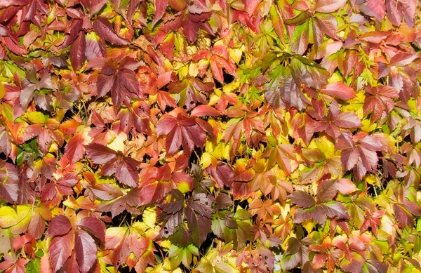 Verzadigde rode herfst gebladerte — Stockfoto