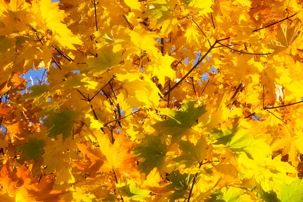 秋天的红色的叶子 — 图库照片