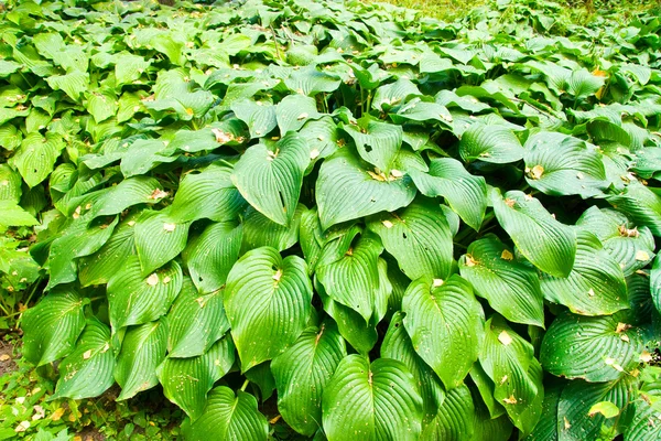 큰 잎을 가진 식물 — 스톡 사진
