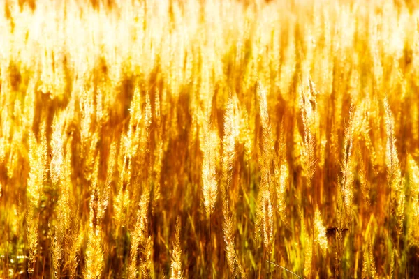 Jesienią trawa w polu — Zdjęcie stockowe
