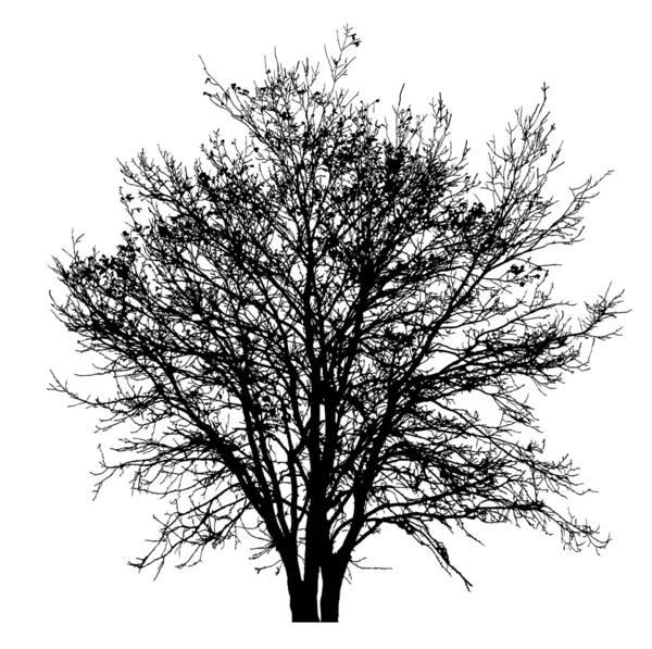树剪影 — 图库照片