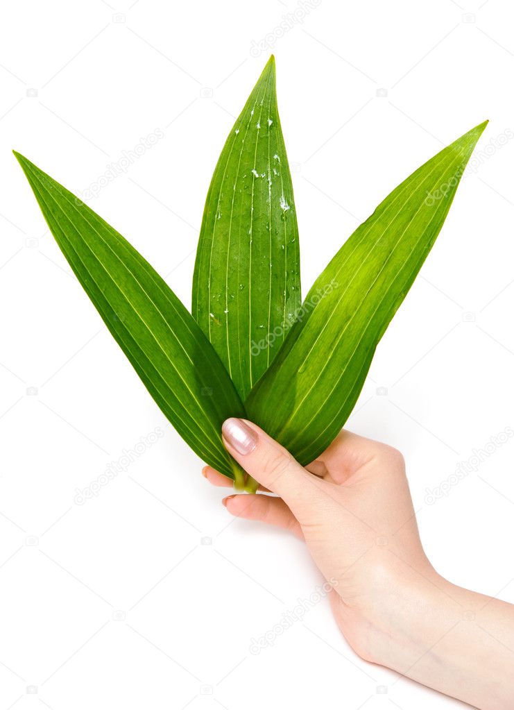 Woman hand holding green leaves