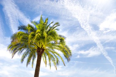 Mavi gökyüzü arka plan üzerinde palmiye