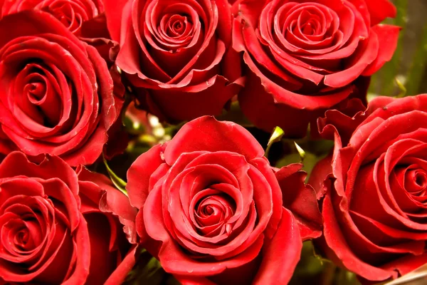 Closeup έξι κορεσμένα κόκκινα τριαντάφυλλα — Φωτογραφία Αρχείου