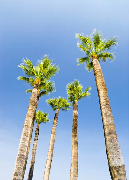 Palmen auf blauem Himmel Hintergrund — Stockfoto