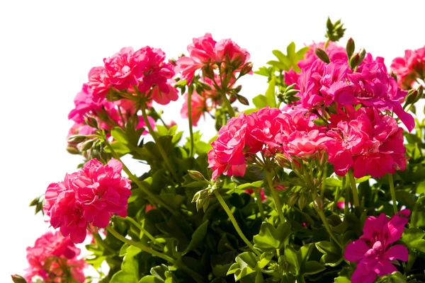 Flores de color rosa aisladas en blanco —  Fotos de Stock