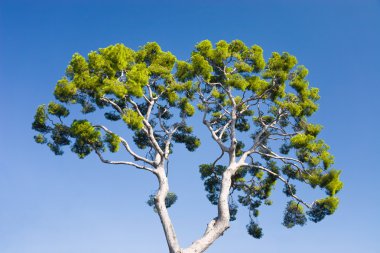 Pine-tree on blue sky background clipart