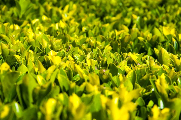 Πράσινα φύλλα σε κοντινό πλάνο — Φωτογραφία Αρχείου