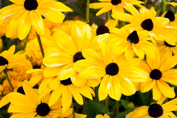 Fiori gialli in un giardino — Foto Stock