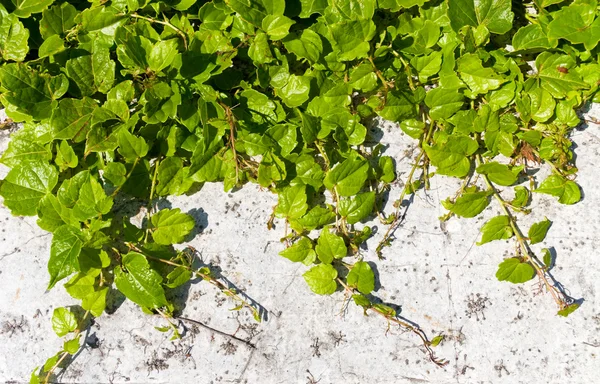 Bir duvara gündüzsefası bitki — Stok fotoğraf