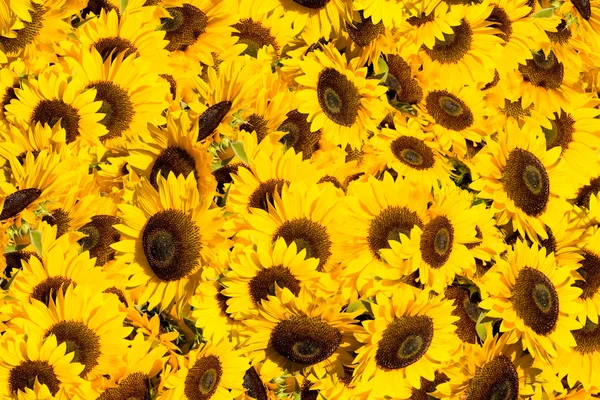 Yellow sunflowers in a sunny day — Stock Photo, Image