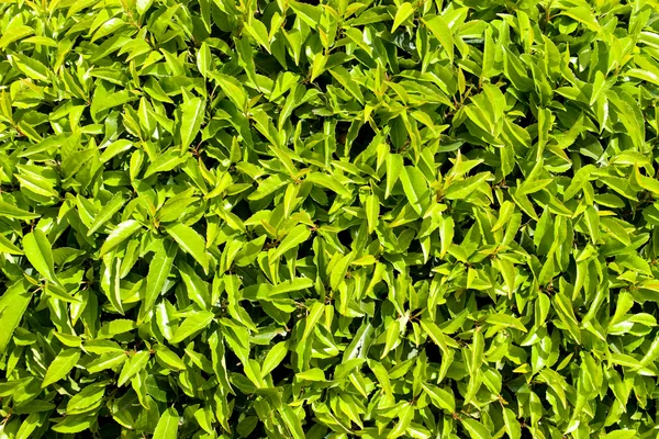 Bush green leaves — Stock Photo, Image