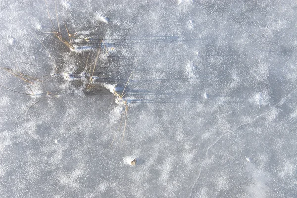 시 든 잔디 겨울 얼음 — 스톡 사진