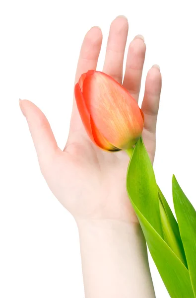Vrouw hand met tulp — Stockfoto