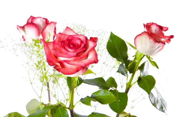 Rosas rosadas y blancas —  Fotos de Stock