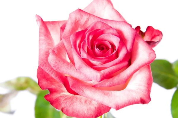 Piękny różowy zbliżenie róża — Zdjęcie stockowe