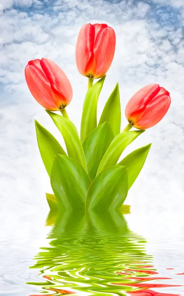 Drie rode tulpen op idyllische achtergrond — Stockfoto