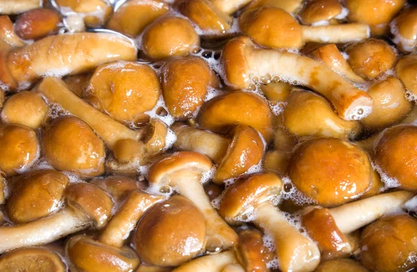 Крупним планом гриби кипіння — стокове фото