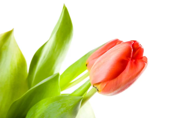 Червоний tulip крупним планом — стокове фото