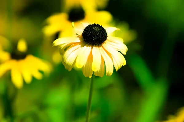Тендерна жовта квітка — стокове фото