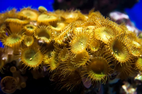 Pequena planta submarina do mar — Fotografia de Stock