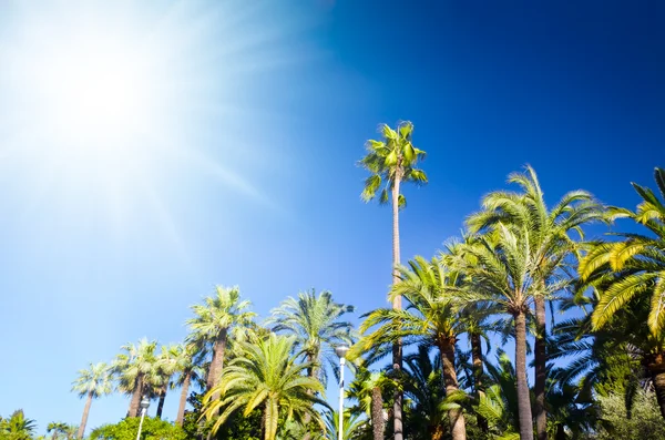 Tropische Palmen und strahlende Sonne — Stockfoto