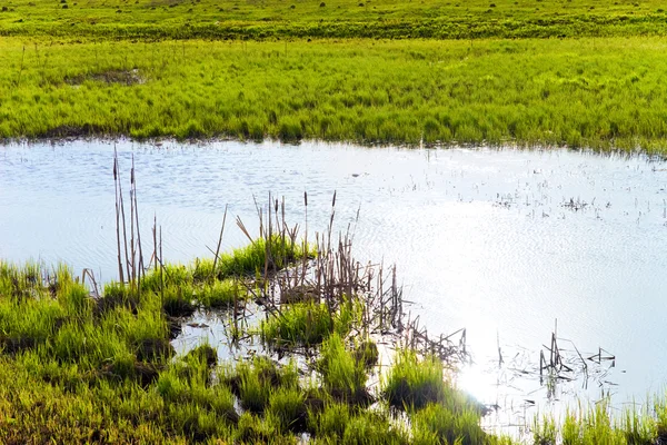 Malé jezero s trávou na banku — Stock fotografie