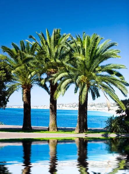 Palms on sea background — Stock Photo, Image