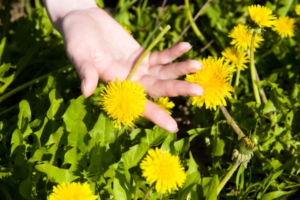 stock image Young woman hand with dandelion