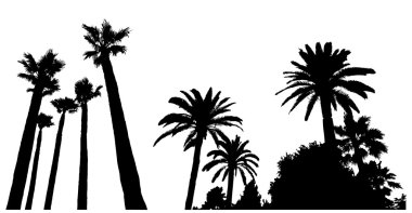 palmiye ağacı siluetleri iki sahne