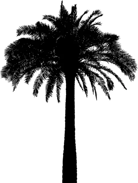 Silueta de palmera sobre blanco — Foto de Stock