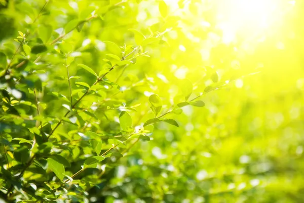 Зеленые листья и яркое солнце — стоковое фото