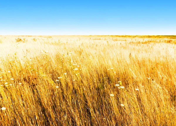 Herfst veld en de blauwe hemel — Stockfoto