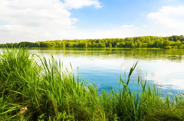 Зеленый берег озера — стоковое фото