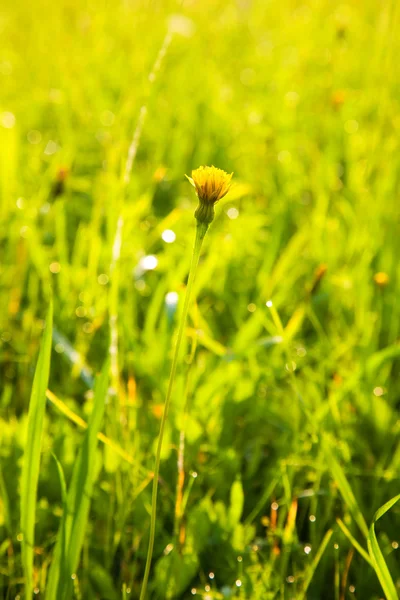 풀밭에서 작은 민들레 — 스톡 사진