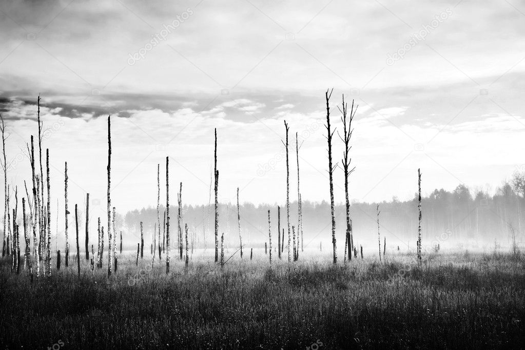 Dying forest