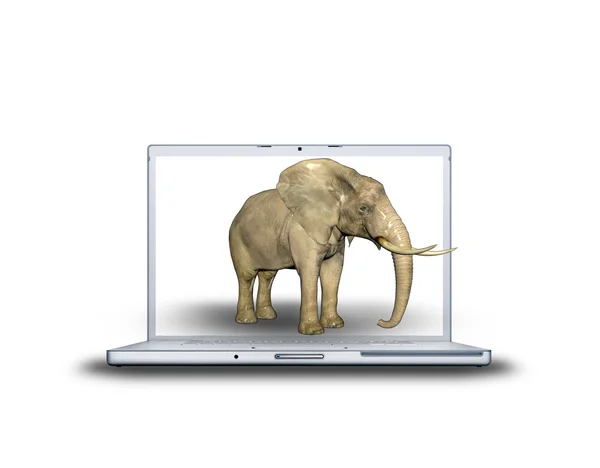 Elefante 3D no laptop — Fotografia de Stock