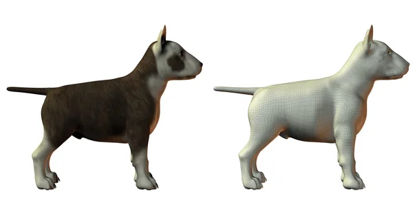 Bull terrior dog 3d model — Stock Photo, Image