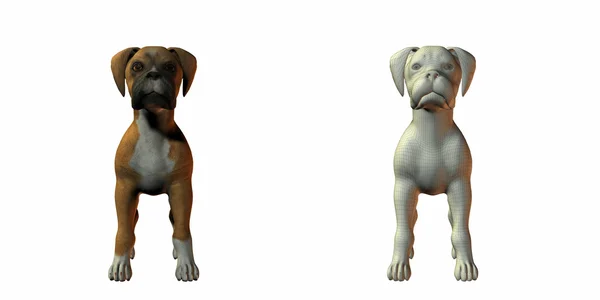 Боксерська собака 3d модель — стокове фото