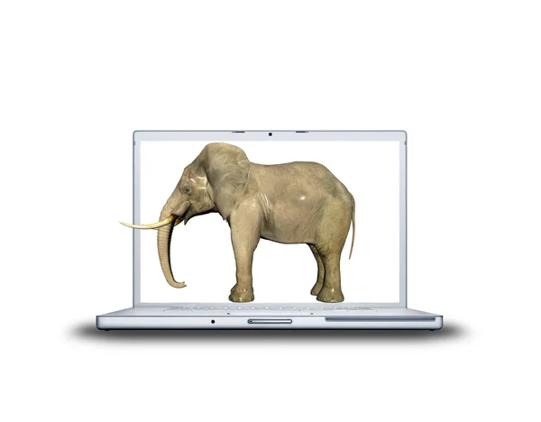 Éléphant 3D sur ordinateur portable — Photo