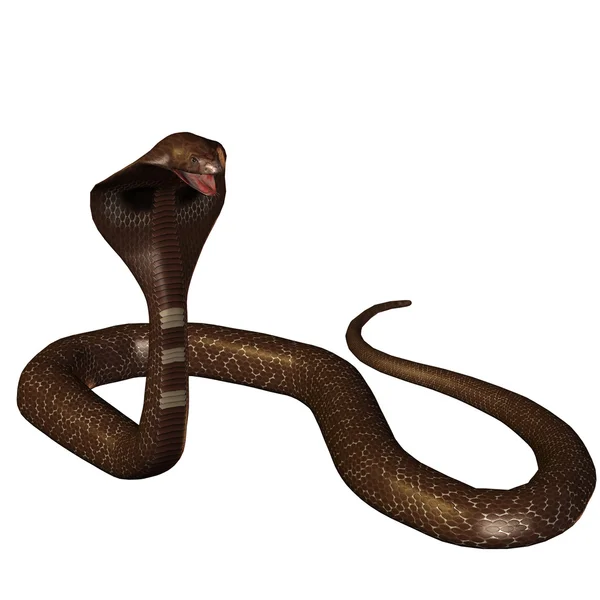 3d Schlangenkobra isoliert auf einem weißen — Stockfoto