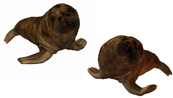 3D walrus — Stock Photo, Image
