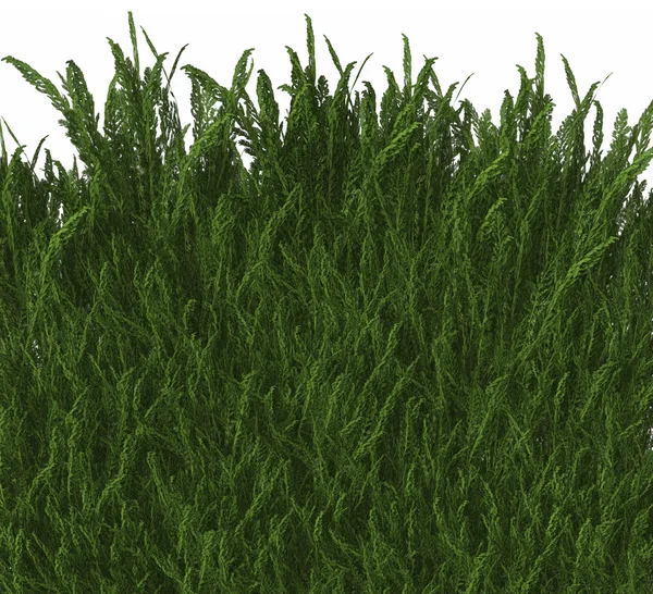 Холодная 3D трава — стоковое фото
