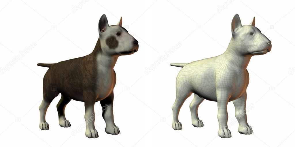Bull terrior dog 3d model