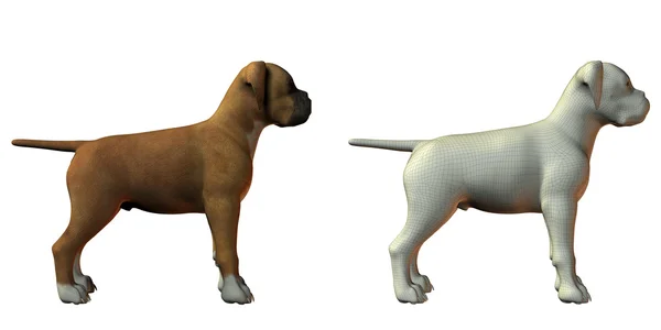 Boxer dog 3d model — Stock Photo, Image