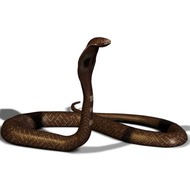 3d yılan cobra beyaz izole